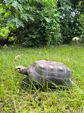 En Cartagena liberaron 87 tortugas recuperadas en el Hogar de Paso del Dagma
