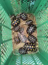 En Cartagena liberaron 87 tortugas recuperadas en el Hogar de Paso del Dagma