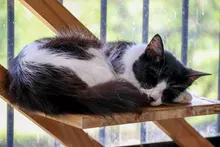 ¿Qué son los gatos ferales y por qué no pueden ser adoptados? Alcaldía de Cali aclara las dudas para proteger a estas colonias felinas