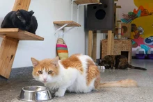 ¿Qué son los gatos ferales y por qué no pueden ser adoptados? Alcaldía de Cali aclara las dudas para proteger a estas colonias felinas