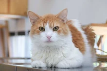 ¿Qué son los gatos ferales y por qué no pueden ser adoptados? Alcaldía de Cali aclara las dudas para proteger a estas colonias felinas