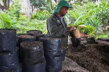Más árboles para Cali en su cumpleaños 489
