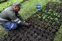 Más árboles para Cali en su cumpleaños 489