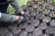 Más árboles para Cali en su cumpleaños 489