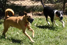 ¡Este fin de semana el amor tiene patas! Gran jornada de adopción de perros y gatos en el Centro Comercial La Estación