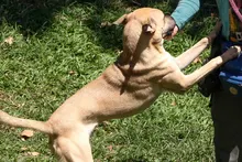 ¡Este fin de semana el amor tiene patas! Gran jornada de adopción de perros y gatos en el Centro Comercial La Estación