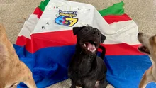 Cali está de cumpleaños y desde la Alcaldía lo celebramos con amor, torta y segundas oportunidades para nuestros animales