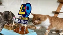 Cali está de cumpleaños y desde la Alcaldía lo celebramos con amor, torta y segundas oportunidades para nuestros animales