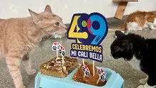 Cali está de cumpleaños y desde la Alcaldía lo celebramos con amor, torta y segundas oportunidades para nuestros animales