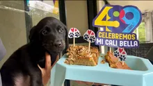 Cali está de cumpleaños y desde la Alcaldía lo celebramos con amor, torta y segundas oportunidades para nuestros animales