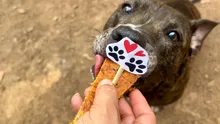Cali está de cumpleaños y desde la Alcaldía lo celebramos con amor, torta y segundas oportunidades para nuestros animales