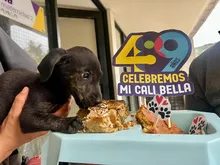 Cali está de cumpleaños y desde la Alcaldía lo celebramos con amor, torta y segundas oportunidades para nuestros animales