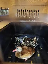 Caleña adoptó 6 huérfanos 