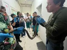 Bomberos de Cali rescatan una culebra ‘talla equis’ o ‘mapaná’: el  animal se recupera en el Hogar de Paso del Dagma