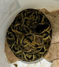 Bomberos de Cali rescatan una culebra ‘talla equis’ o ‘mapaná’: el  animal se recupera en el Hogar de Paso del Dagma