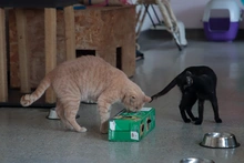 Protección Animal transforma el reciclaje en bienestar: una apuesta del CBA por el medio ambiente y la salud mental de perros y gatos