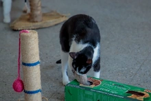 Protección Animal transforma el reciclaje en bienestar: una apuesta del CBA por el medio ambiente y la salud mental de perros y gatos