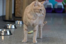 Conozca sobre prevención de enfermedades virales en gatos: proteja a sus mininos contra el sida y la leucemia 