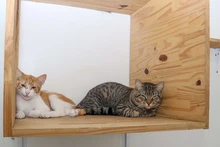 Conozca sobre prevención de enfermedades virales en gatos: proteja a sus mininos contra el sida y la leucemia 