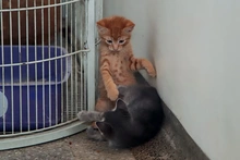 Conozca sobre prevención de enfermedades virales en gatos: proteja a sus mininos contra el sida y la leucemia 
