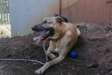 Centro de Bienestar Animal alerta sobre aumento de lesiones  osteomusculares en perros