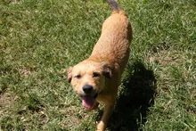 Centro de Bienestar Animal alerta sobre aumento de lesiones  osteomusculares en perros