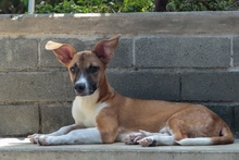 Centro de Bienestar Animal alerta sobre aumento de lesiones  osteomusculares en perros