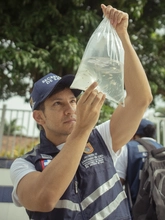 ¿Dónde hay agua estancada? Allí pueden ir los guppies: aprende a cómo solicitar su siembra y prevenir el dengue