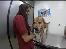 Cali se consolida como referente nacional con su ‘Ruta contra el Maltrato  Animal’