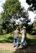Floreció la esperanza en Cali, floreció el burilico