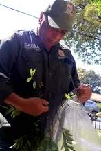 Floreció la esperanza en Cali, floreció el burilico