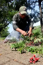 Floreció la esperanza en Cali, floreció el burilico
