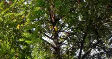 Floreció la esperanza en Cali, floreció el burilico