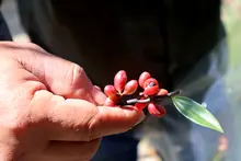 Floreció la esperanza en Cali, floreció el burilico