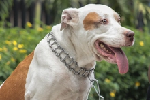 Altas temperaturas en Cali ponen en riesgo a los ‘peluditos’: recomendaciones clave para evitar golpes de calor en mascotas