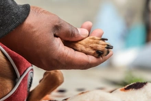 Altas temperaturas en Cali ponen en riesgo a los ‘peluditos’: recomendaciones clave para evitar golpes de calor en mascotas