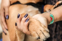 Altas temperaturas en Cali ponen en riesgo a los ‘peluditos’: recomendaciones clave para evitar golpes de calor en mascotas