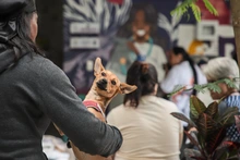 Alcaldía hace un llamado a los caleños para usar responsablemente el Sisbén en la atención veterinaria de mascotas