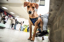 Alcaldía hace un llamado a los caleños para usar responsablemente el Sisbén en la atención veterinaria de mascotas