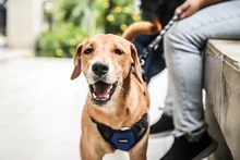 Alcaldía hace un llamado a los caleños para usar responsablemente el Sisbén en la atención veterinaria de mascotas