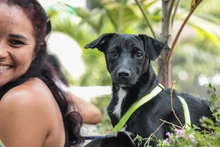 Aparecen mascotas abandonadas al frente del Centro de Bienestar Animal 