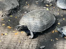 Cali y su lucha por recuperar la fauna silvestre: 49 tortugas fueron  regresadas a su hábitat