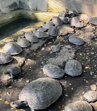 Cali y su lucha por recuperar la fauna silvestre: 49 tortugas fueron  regresadas a su hábitat