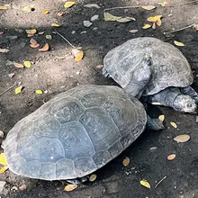 Cali y su lucha por recuperar la fauna silvestre: 49 tortugas fueron  regresadas a su hábitat