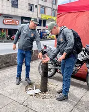 Tala de árbol en el centro de Cali evidencia destrucción sistemática de especies: el Dagma adelanta una investigación 