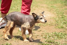 ‘Mallarino’, el perrito que sobrevivió al abandono y hoy busca un hogar lleno de amor