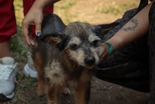‘Mallarino’, el perrito que sobrevivió al abandono y hoy busca un hogar lleno de amor
