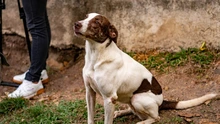 V
