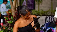 ¿Quiere esterilizar a su mascota? Estos son los requisitos clave que  debe cumplir
