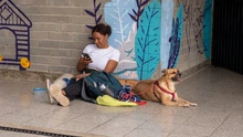 ¿Quiere esterilizar a su mascota? Estos son los requisitos clave que  debe cumplir